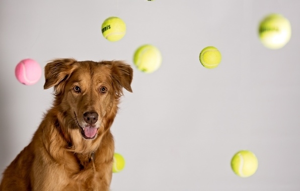 dog tennis